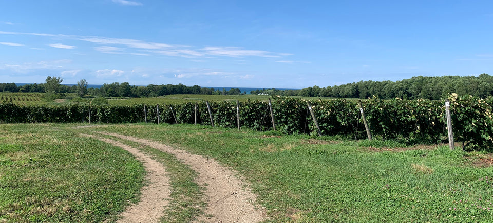 Chaddsford's Grape Growers: Family-Run Farms in Pennsylvania + New York